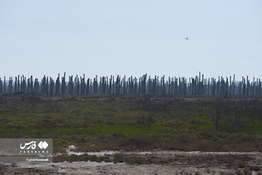 Land of Headless Palms, A Symbol of Iranian Resistance in Iraqi Imposed War