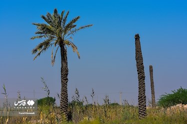 Land of Headless Palms, A Symbol of Iranian Resistance in Iraqi Imposed War