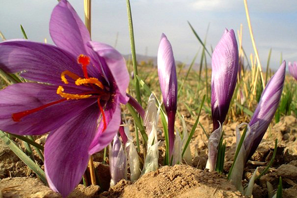 قاچاق پیاز زعفران یا محموله‌های بدون مجوز در خراسان‌جنوبی؟!