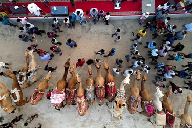 «مسابقه شترسواری» در روستای کورزین قشم