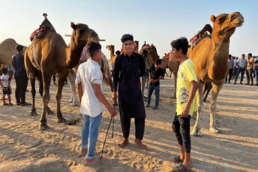 «مسابقه شتر سواری» در روستای کورزین قشم