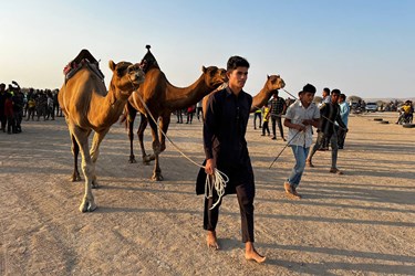 «مسابقه شتر سواری» در روستای کورزین قشم