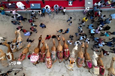 Iran: Camel Racing in Qeshm Island