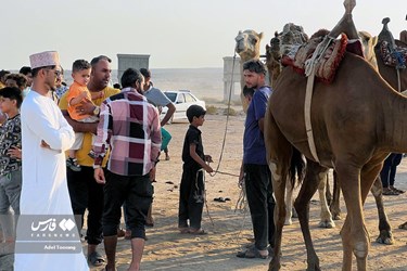 Iran: Camel Racing in Qeshm Island