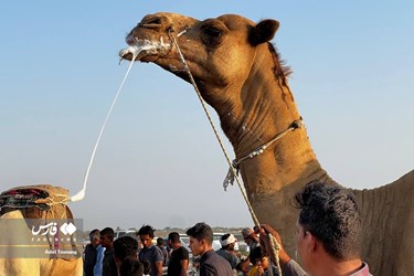 Iran: Camel Racing in Qeshm Island