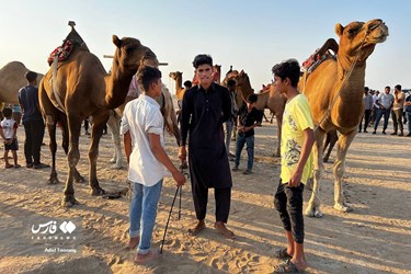 Iran: Camel Racing in Qeshm Island