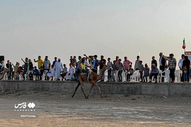 Iran: Camel Racing in Qeshm Island