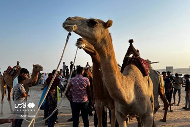 Iran: Camel Racing in Qeshm Island