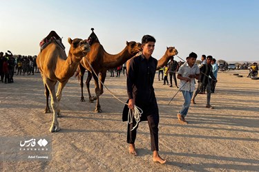 Iran: Camel Racing in Qeshm Island