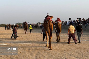 Iran: Camel Racing in Qeshm Island