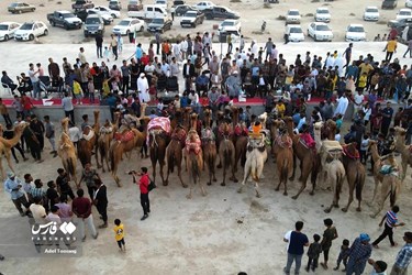 Iran: Camel Racing in Qeshm Island