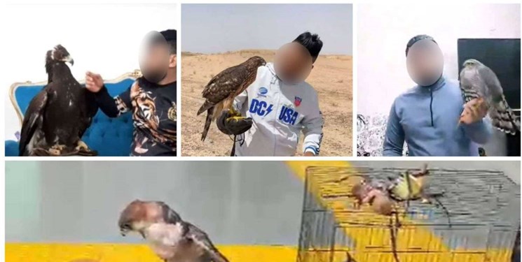 دستگیری قاچاقچی گونه‌های حیات وحش با مجموعه‌ای از پرندگان شکاری