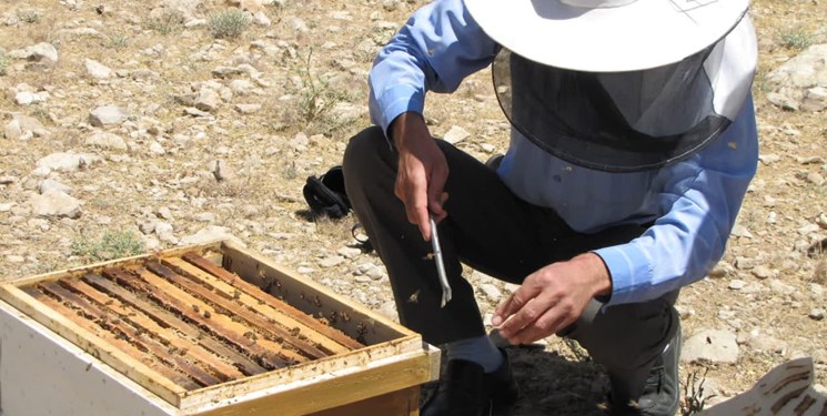 استان فارس آماده سرشماری سراسری زنبورستان‌ها می‌شود