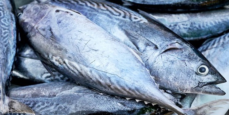4.5 تن ماهی کفال غیر استاندارد در گلستان کشف شد