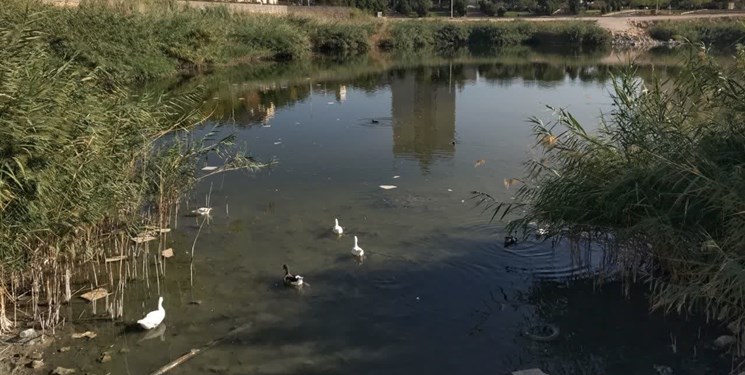 گونه‌های مهاجر ساکن در پارک آبی فروزان شیراز در معرض خطر هستند