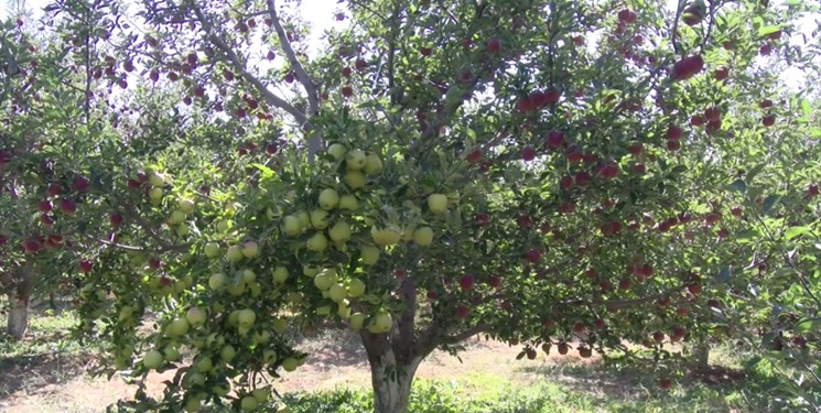 رکوردشکنی باغدار مراغه‌ای در تولید سیب درختی