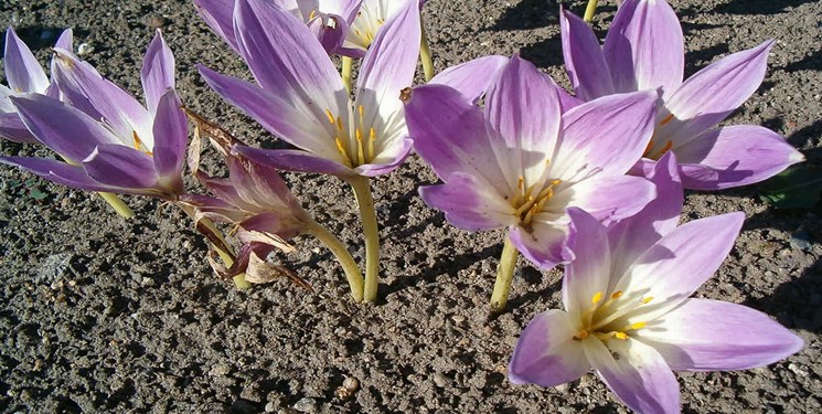 گلی که ازحسرت می‌میرد!