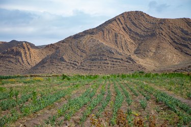 کاشت و تولید 21 میلیون اصله  نهال در جلفا 