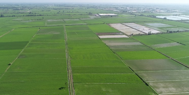 کشت قراردادی در سطح ۲۱۵۰ هکتار از زمین‌های کشاورزی شیروان منعقد شد