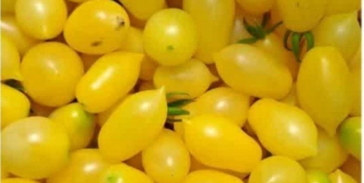 تولید گوجه فرنگی زرد گلابی برای اولین بار در شیروان