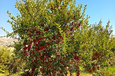 برداشت سیب درختی در اقلید 