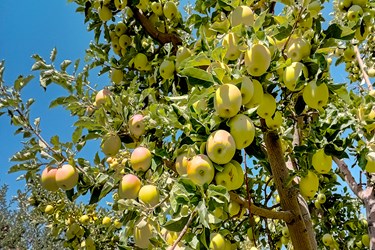 برداشت سیب درختی در اقلید 