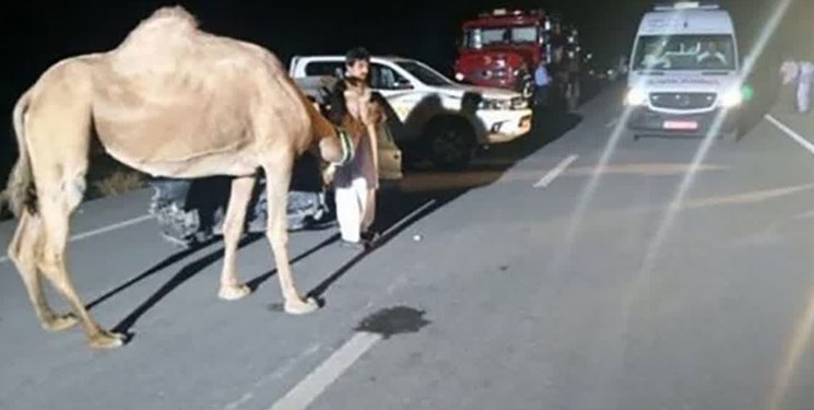 فوت یک نفر در هرمزگان در تصادف با شتر