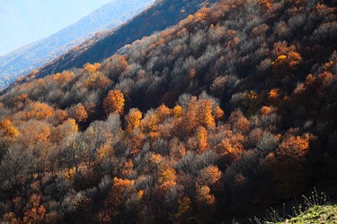 خزان درختان جنگلی در کوهستان 
