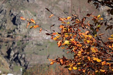 گلگشت پاییزی در طبیعت کوهستان چالوس 