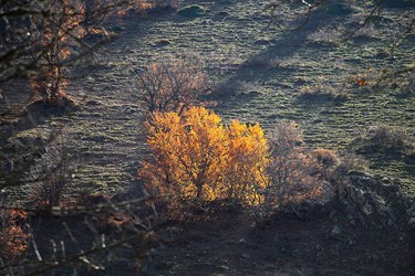 گلگشت پاییزی در طبیعت کوهستان چالوس 