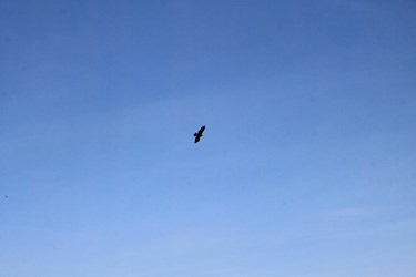 پرواز عقاب در زیر آسمانی آبی 