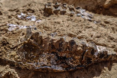  کشف 400 قطعه فسیل 10 میلیون ساله در مراغه