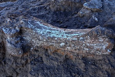  کشف 400 قطعه فسیل 10 میلیون ساله در مراغه