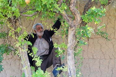 گالری برداشت انار از باغات شهر گلدشت نجف آباد