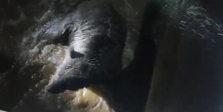 نجات یک قلاده خرس در شمیرانات + فیلم