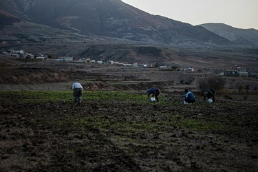زعفران نوبرانه