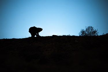 زعفران نوبرانه