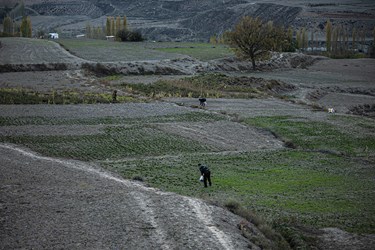 زعفران نوبرانه
