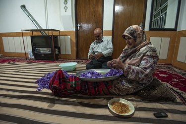 زعفران نوبرانه