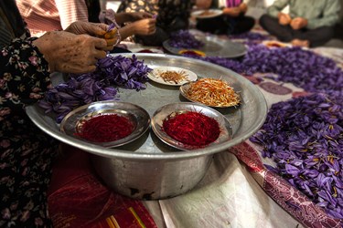 زعفران نوبرانه