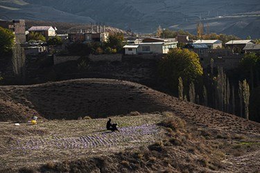 زعفران نوبرانه