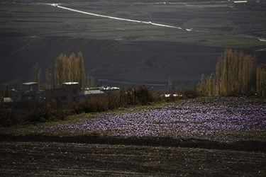 زعفران نوبرانه