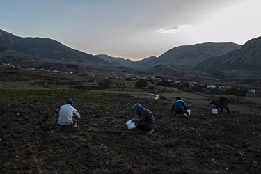 زعفران نوبرانه