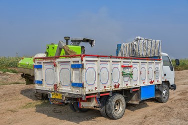 برداشت شَلتوک در مزارع خرمشهر