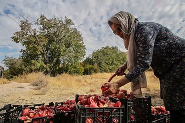 رُب انار  شساتن انارها 