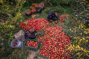 برداشت انار از باغات «فاروق» 