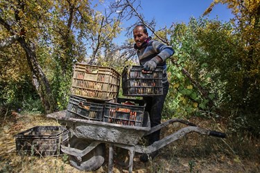 برداشت انار از باغات «فاروق» 