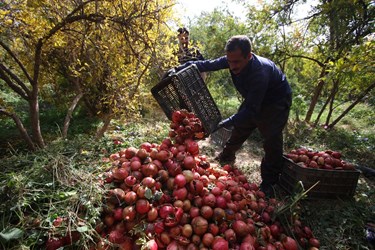 برداشت انار از باغات «فاروق» 