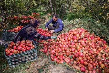 برداشت انار از باغات «فاروق» 