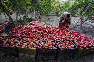 برداشت انار از باغات «فاروق» 